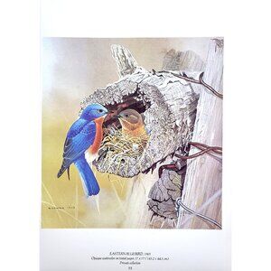 Eastern Bluebird by Glen Loates Book Plate Reproduction Art Print 1977 9 x 13.5
